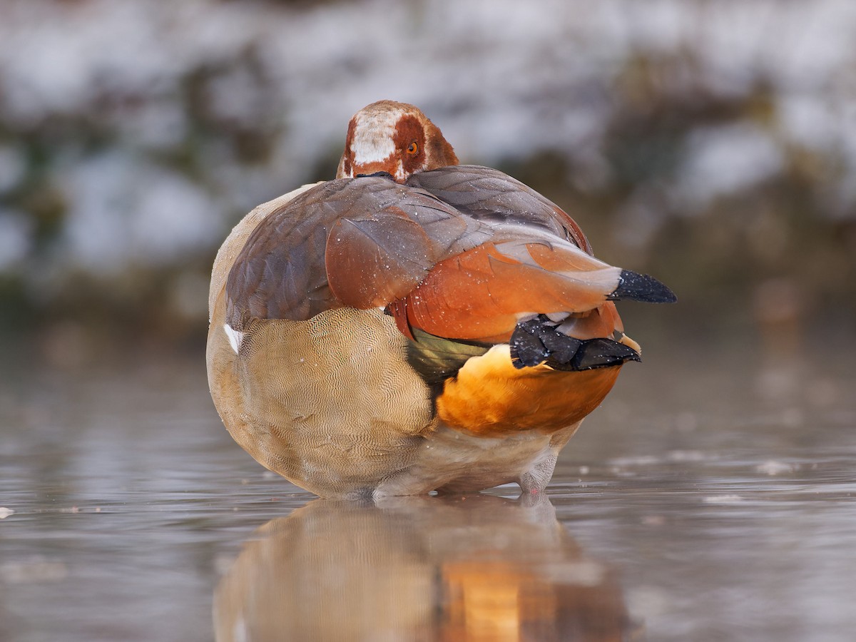 Egyptian Goose - Sebastian Stumpf