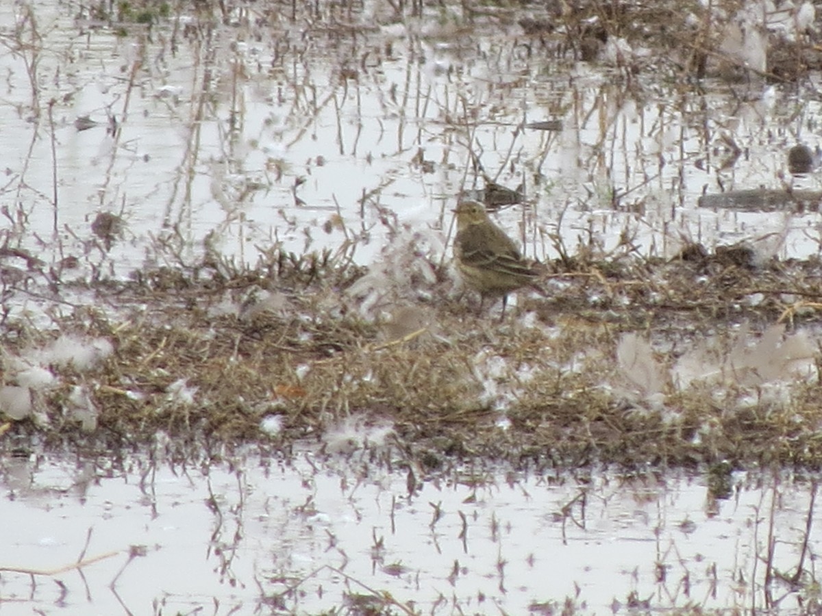 American Pipit - ML611861325