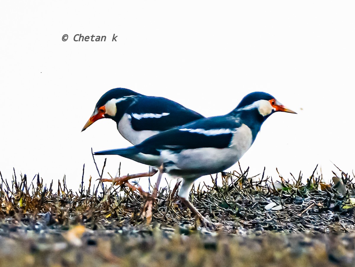 Indian Pied Starling - ML611861347