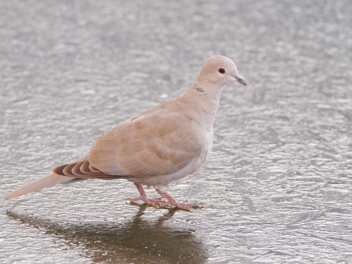 Eurasian Collared-Dove - ML611861364