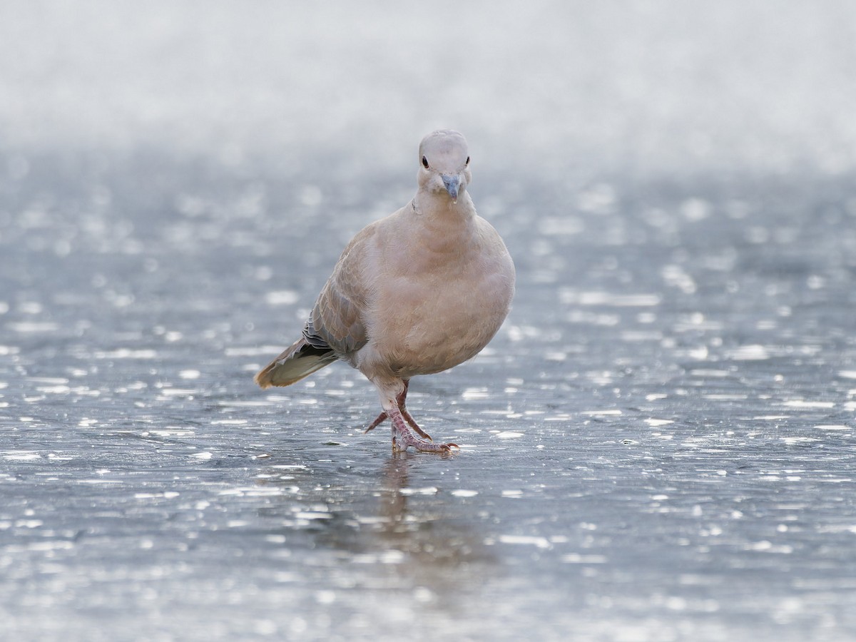 Eurasian Collared-Dove - ML611861367