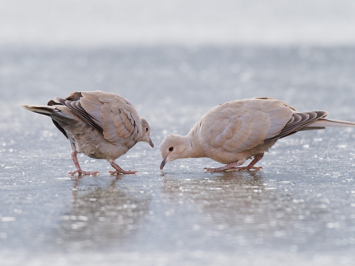 Eurasian Collared-Dove - ML611861371