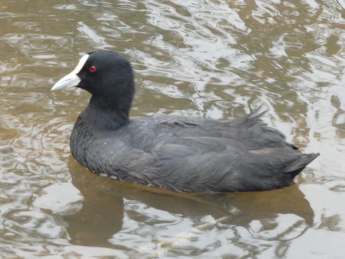 Eurasian Coot - ML611861417