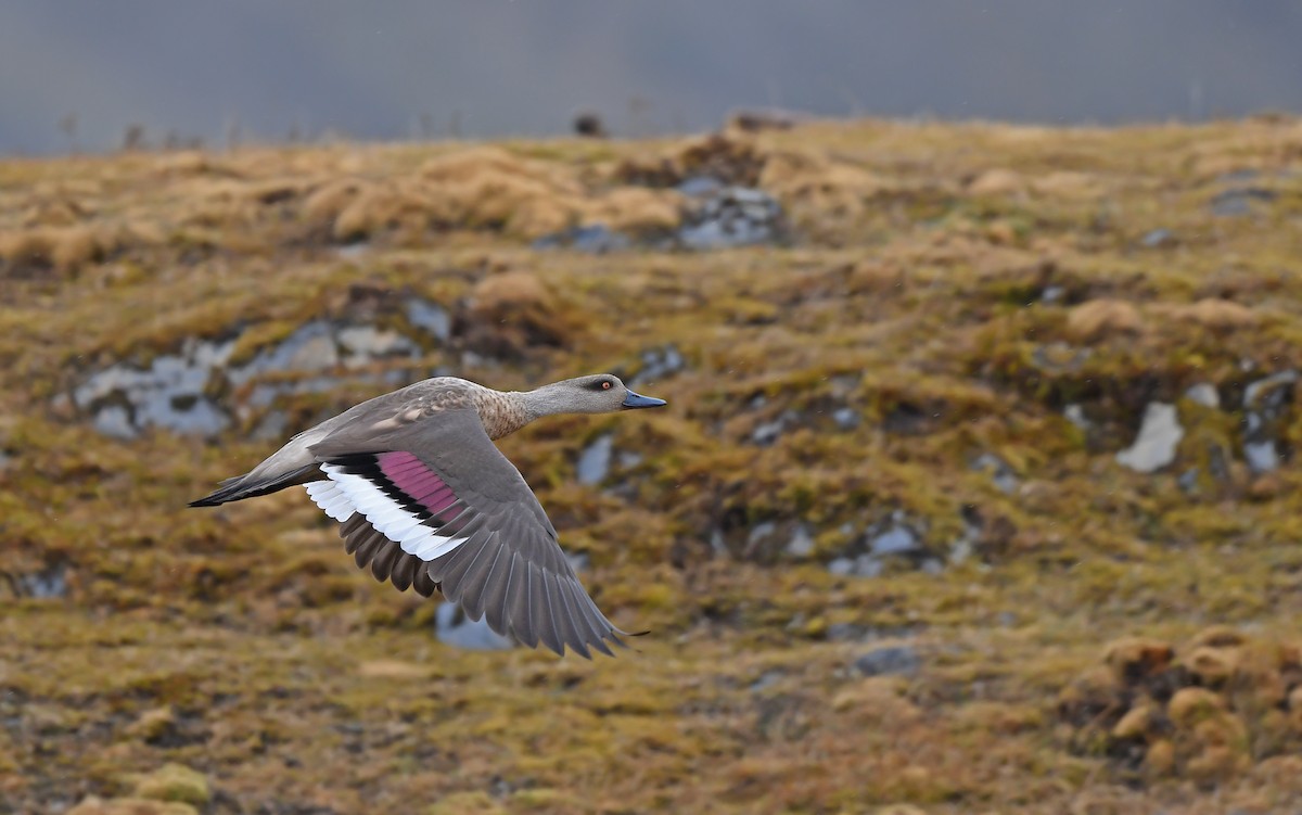 Crested Duck - ML611861421