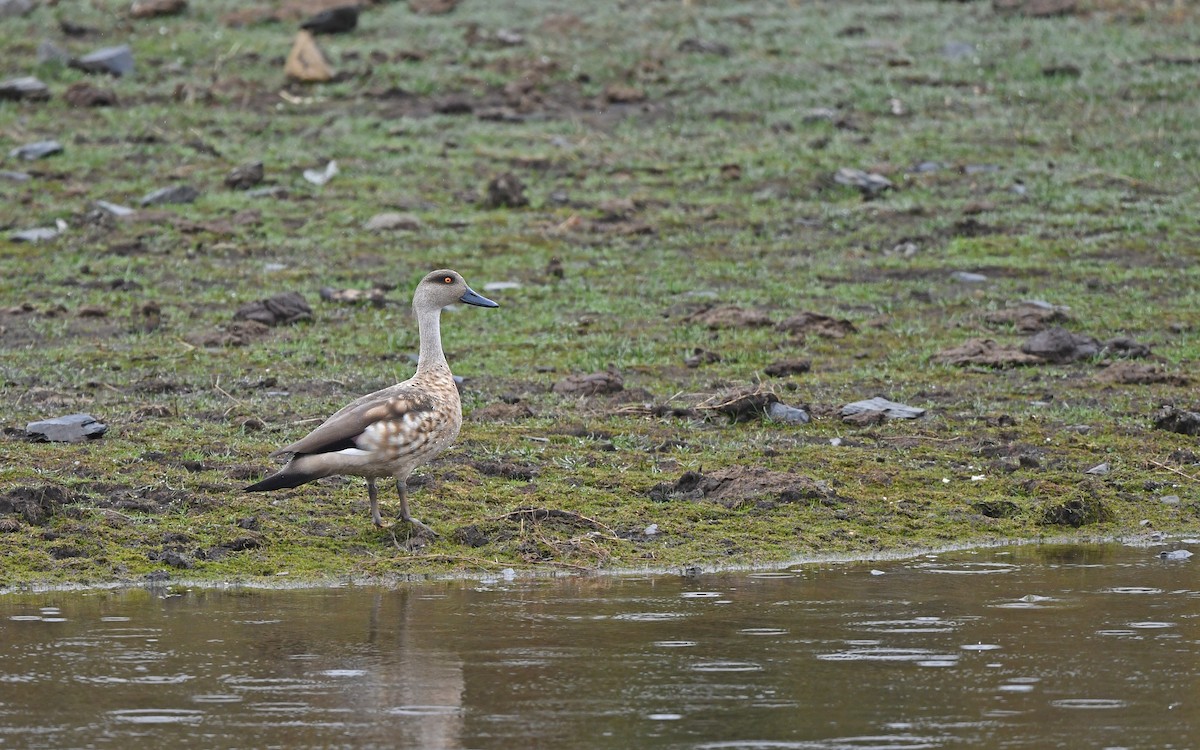 Crested Duck - ML611861423