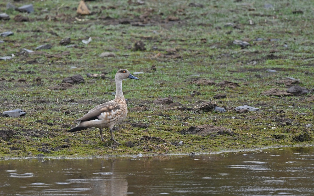 Canard huppé - ML611861424