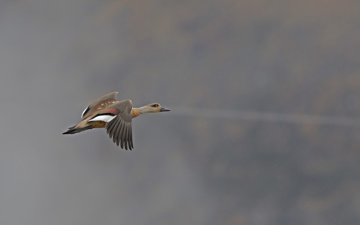 Crested Duck - ML611861426