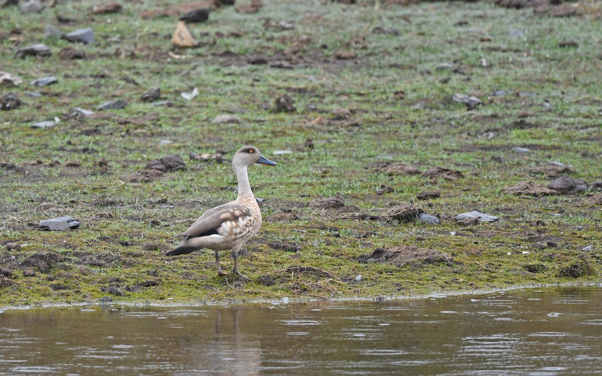 Canard huppé - ML611861427