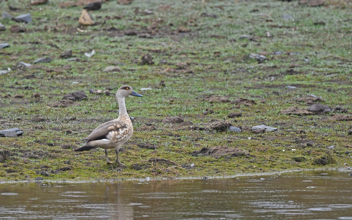 Crested Duck - ML611861428