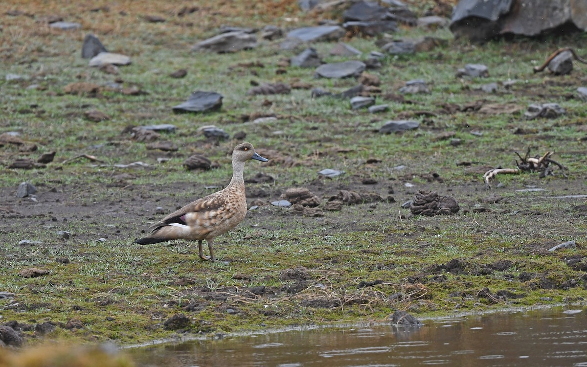 Crested Duck - ML611861431