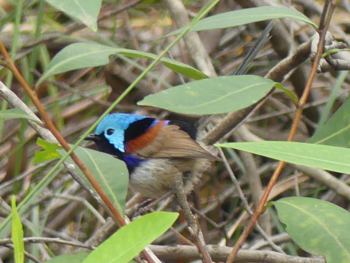 Variegated Fairywren - ML611861466