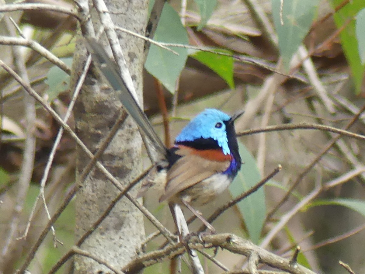 Variegated Fairywren - ML611861467