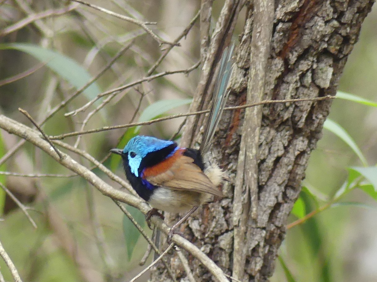 Variegated Fairywren - ML611861468