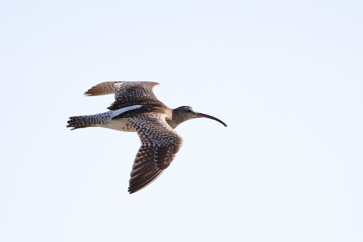 Whimbrel (European) - ML611861540