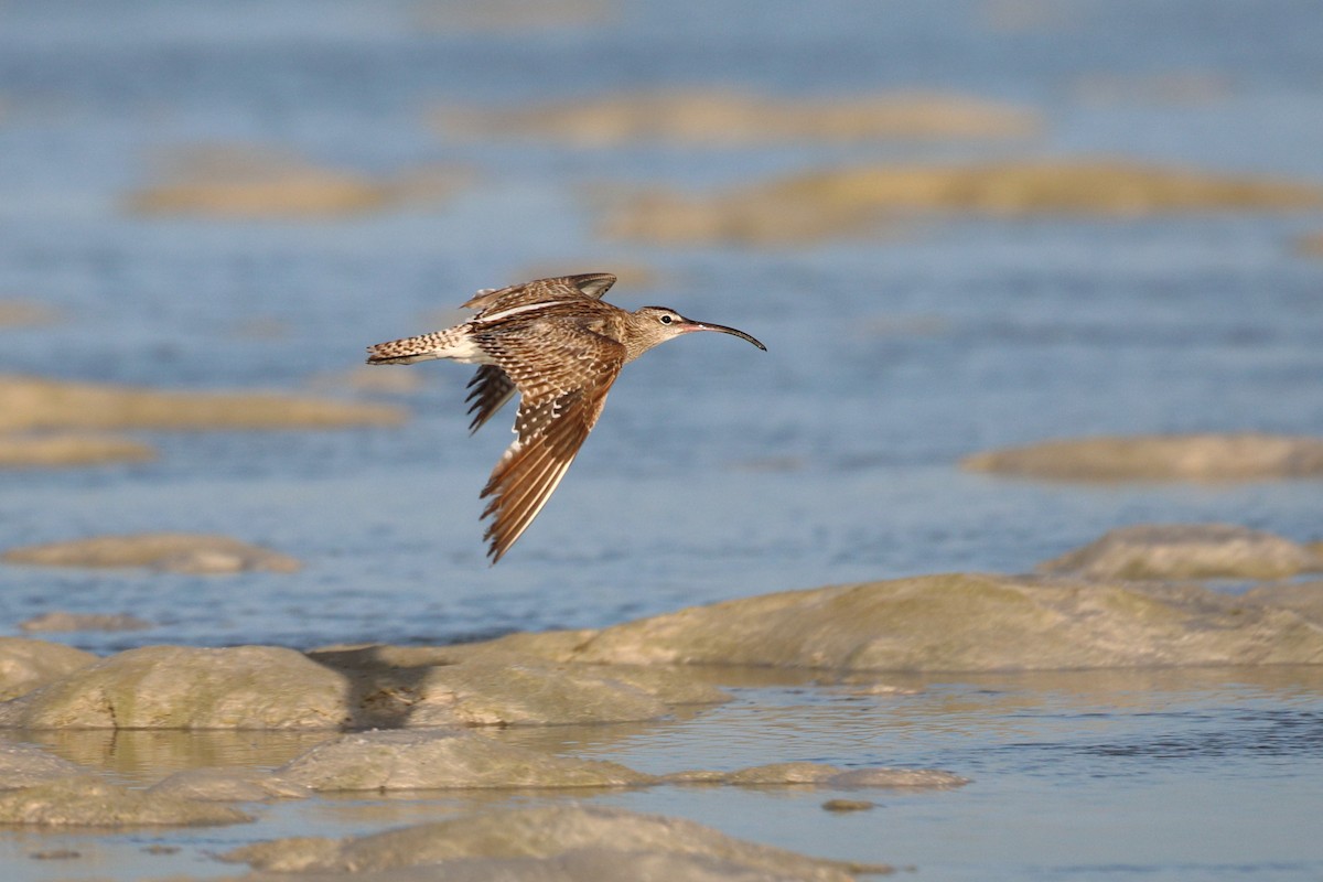 Whimbrel (European) - ML611861541