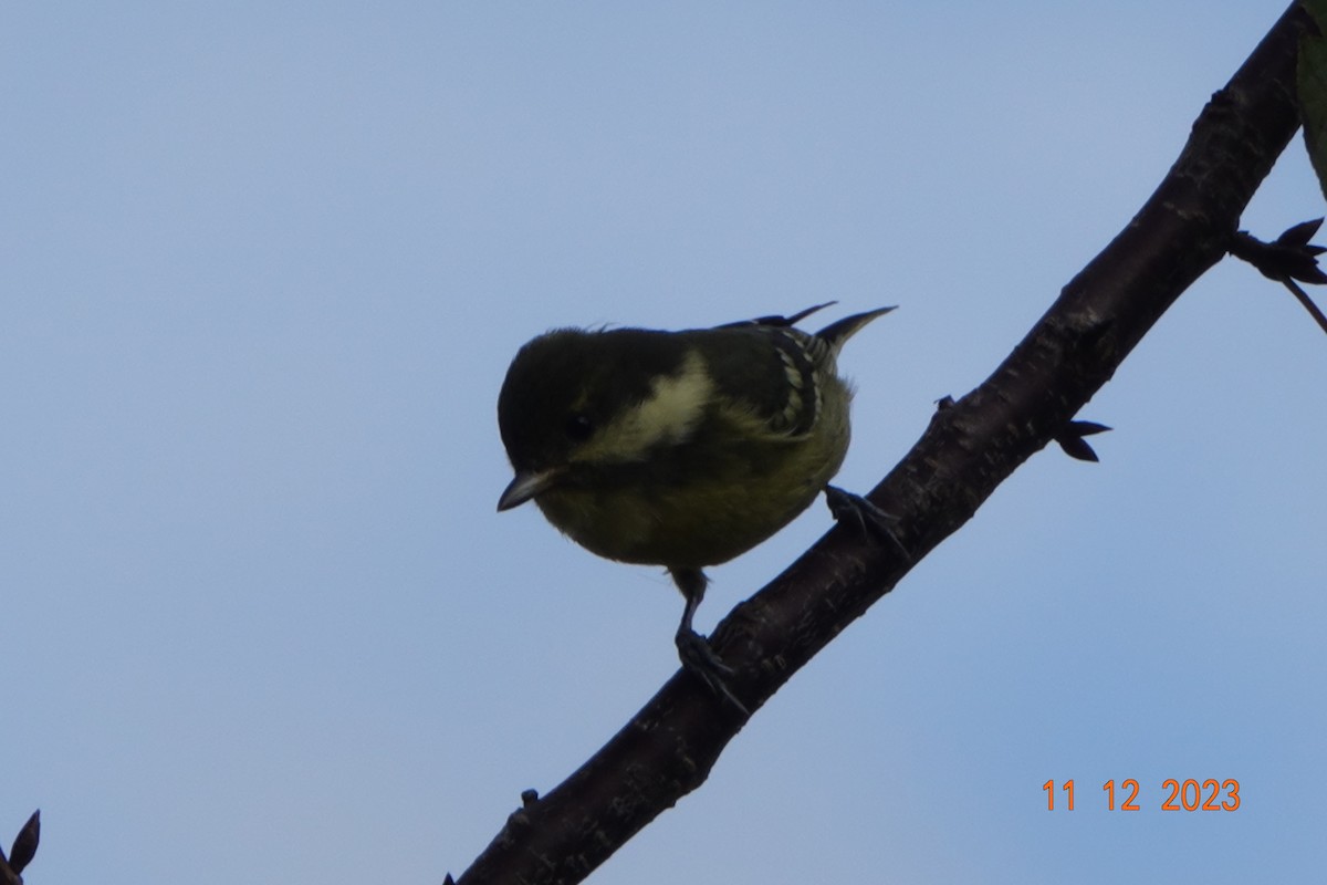 Yellow-bellied Tit - Chen Yinghsou