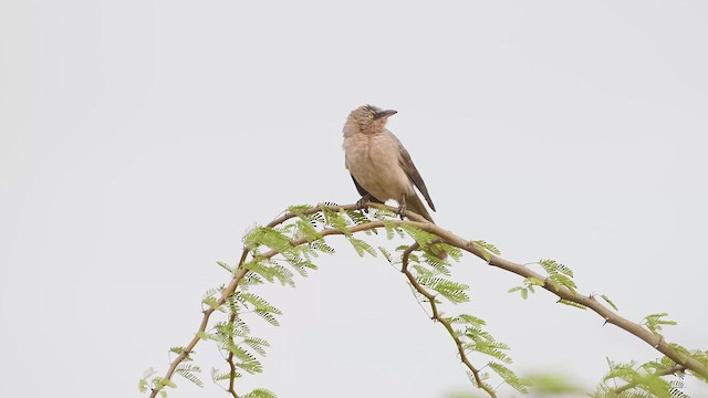 Large Gray Babbler - ML611861628