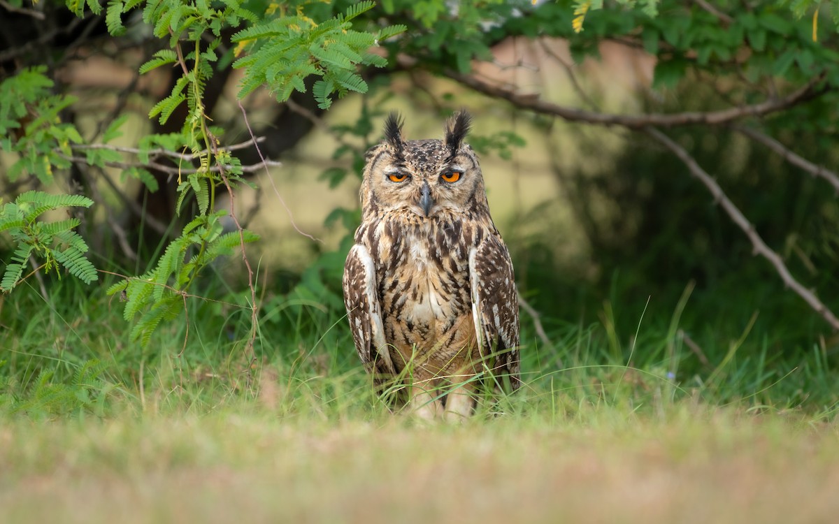 Rock Eagle-Owl - Sharang Satish