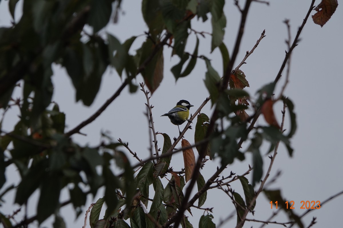 Green-backed Tit - Chen Yinghsou