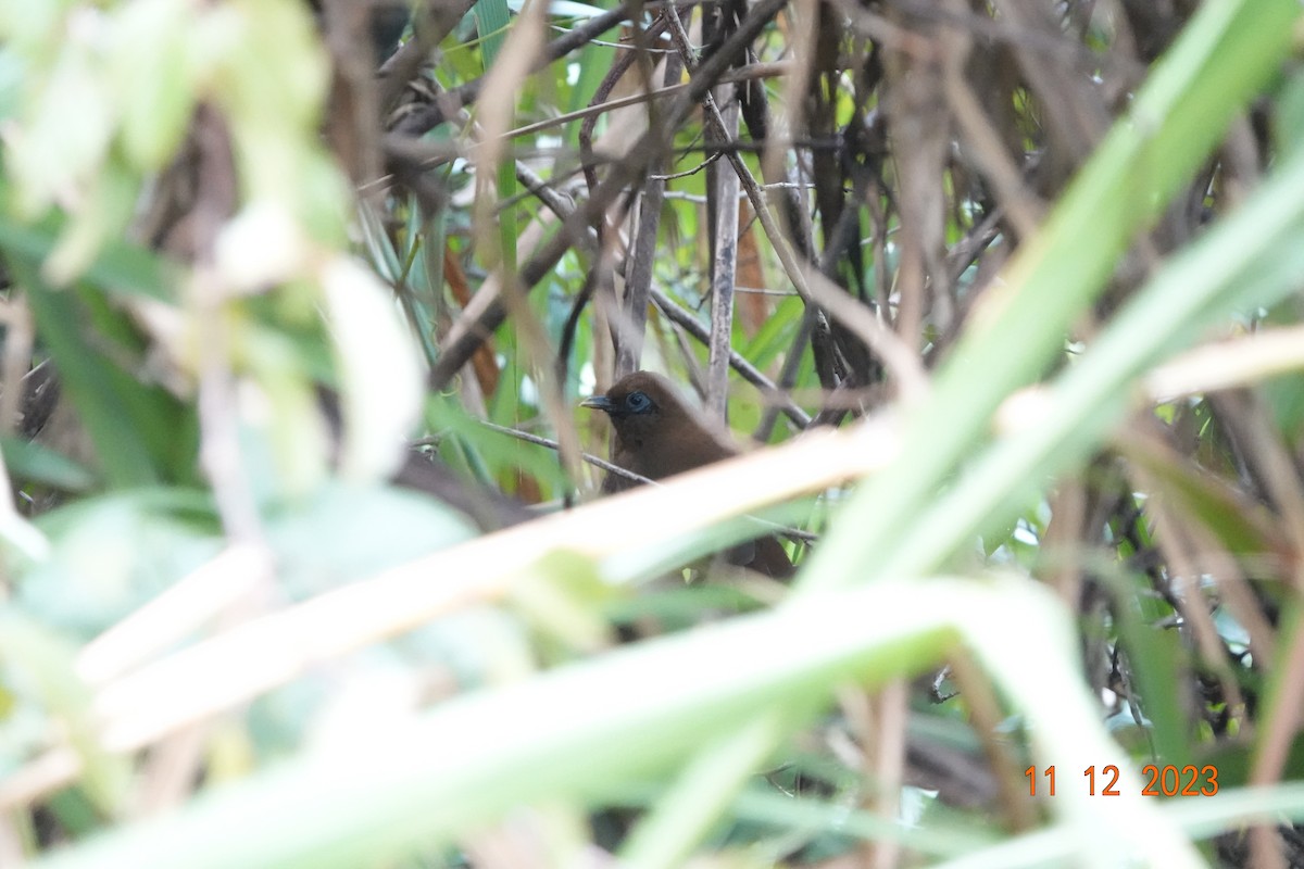 Rusty Laughingthrush - Chen Yinghsou