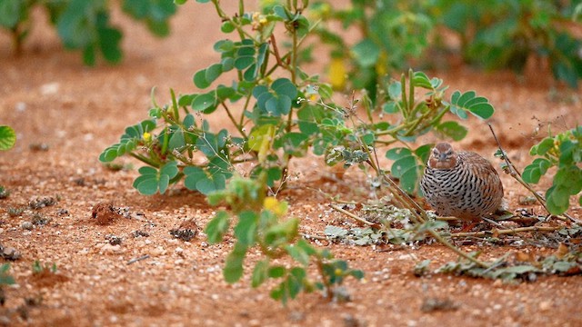 Rock Bush-Quail - ML611861659