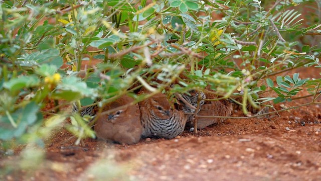 Rock Bush-Quail - ML611861660