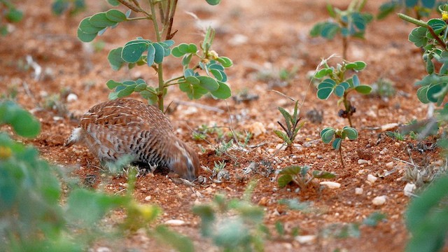 Rock Bush-Quail - ML611861661