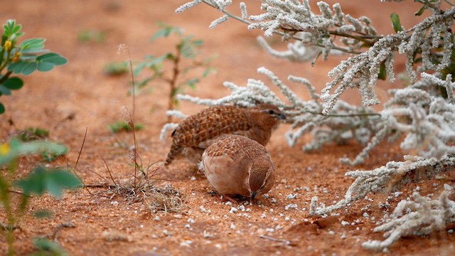 Rock Bush-Quail - ML611861667