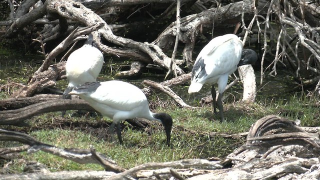 Ibis à cou noir - ML611861693