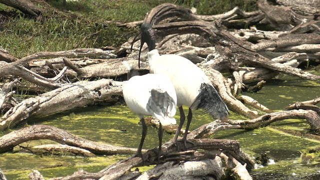 Ibis à cou noir - ML611861695