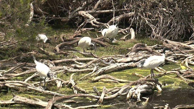 ibis australský - ML611861696
