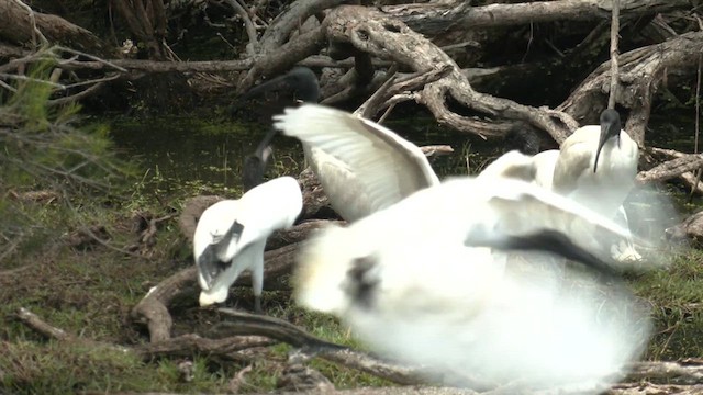 ibis australský - ML611861698