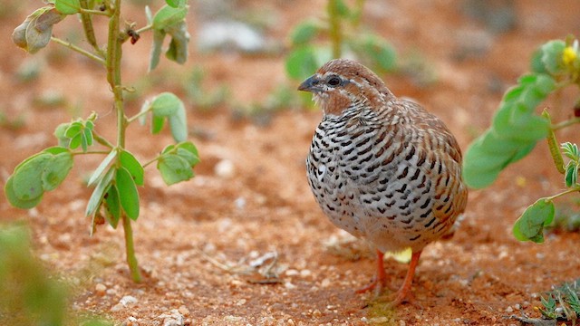 Rock Bush-Quail - ML611861723