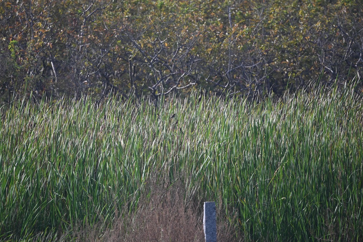 Streaked Weaver - ML611861743