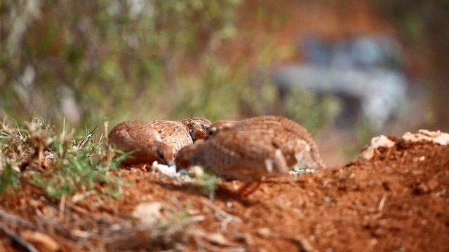 Rock Bush-Quail - ML611861772