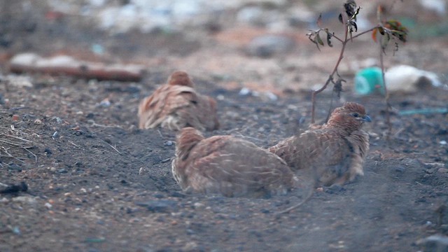 Rock Bush-Quail - ML611861778