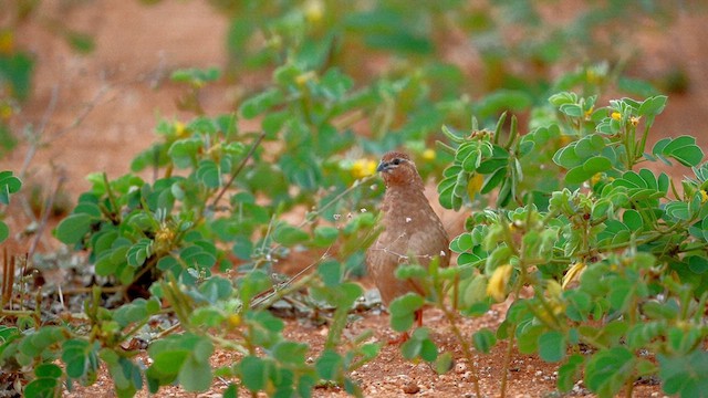 Rock Bush-Quail - ML611861779