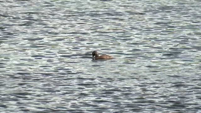 Blue-billed Duck - ML611861796