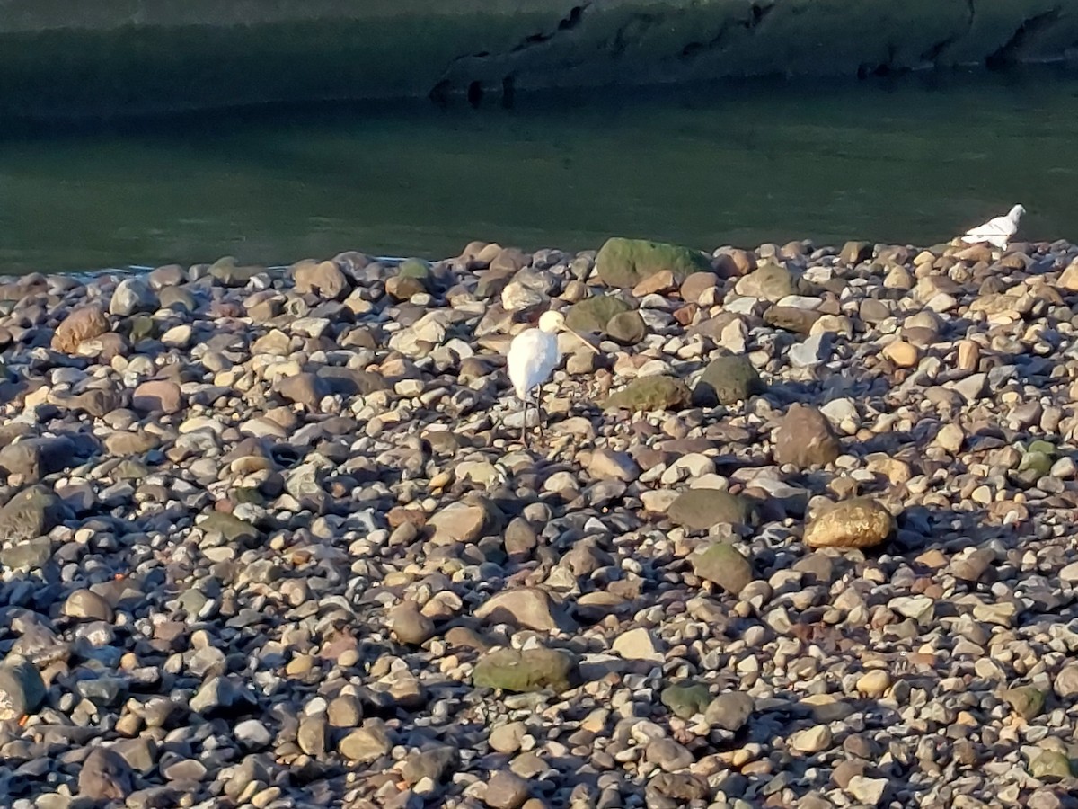 Eurasian Spoonbill - ML611861824