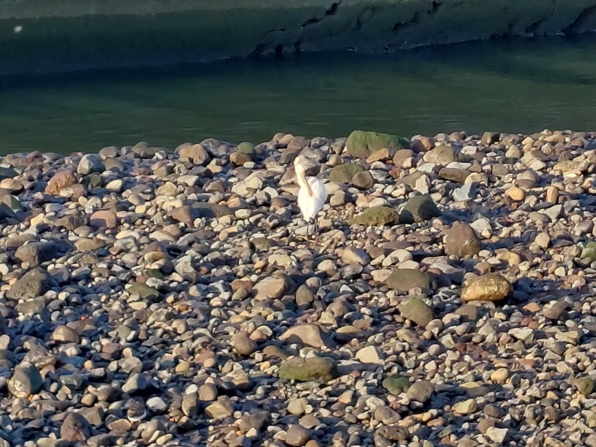 Eurasian Spoonbill - ML611861825