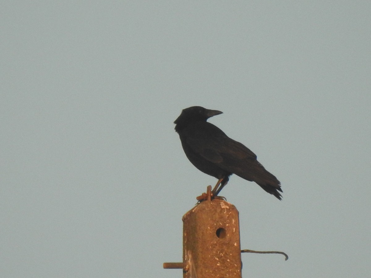 Carrion Crow - ML611861916