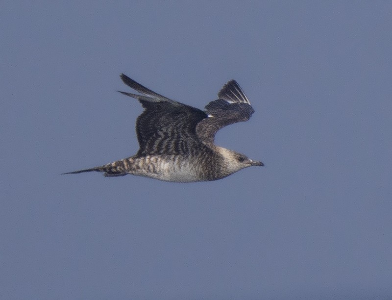 Parasitic Jaeger - ML611862023