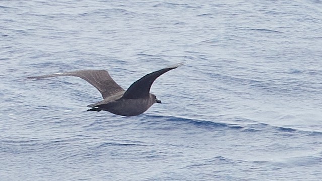 South Polar Skua - ML611862177