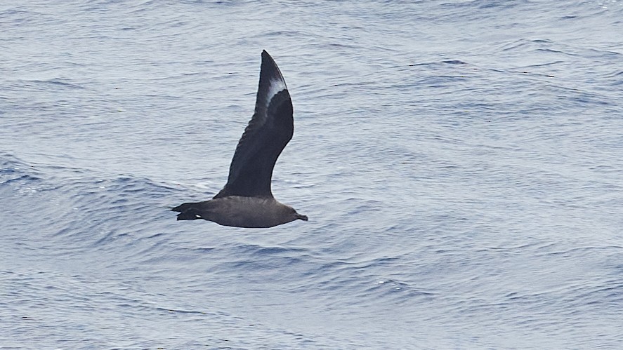 South Polar Skua - Martin Renner