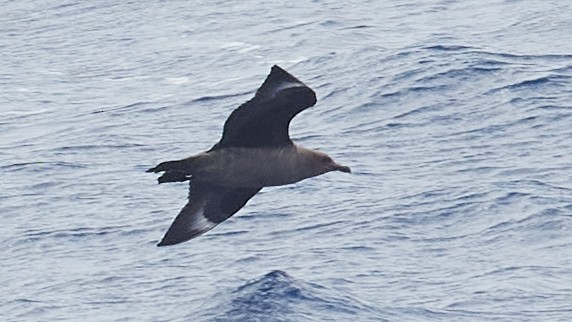 South Polar Skua - ML611862179