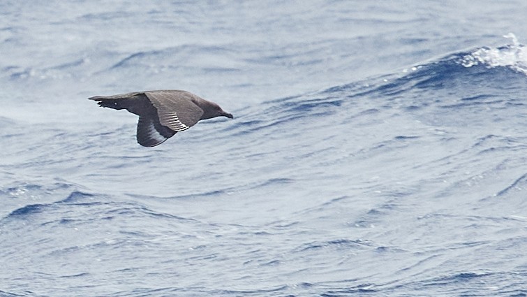 South Polar Skua - ML611862180