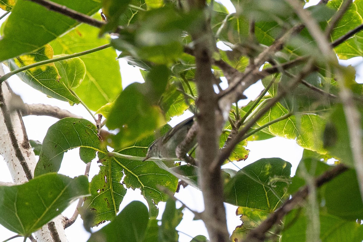 Yellow-browed Warbler - Raymond  Dan