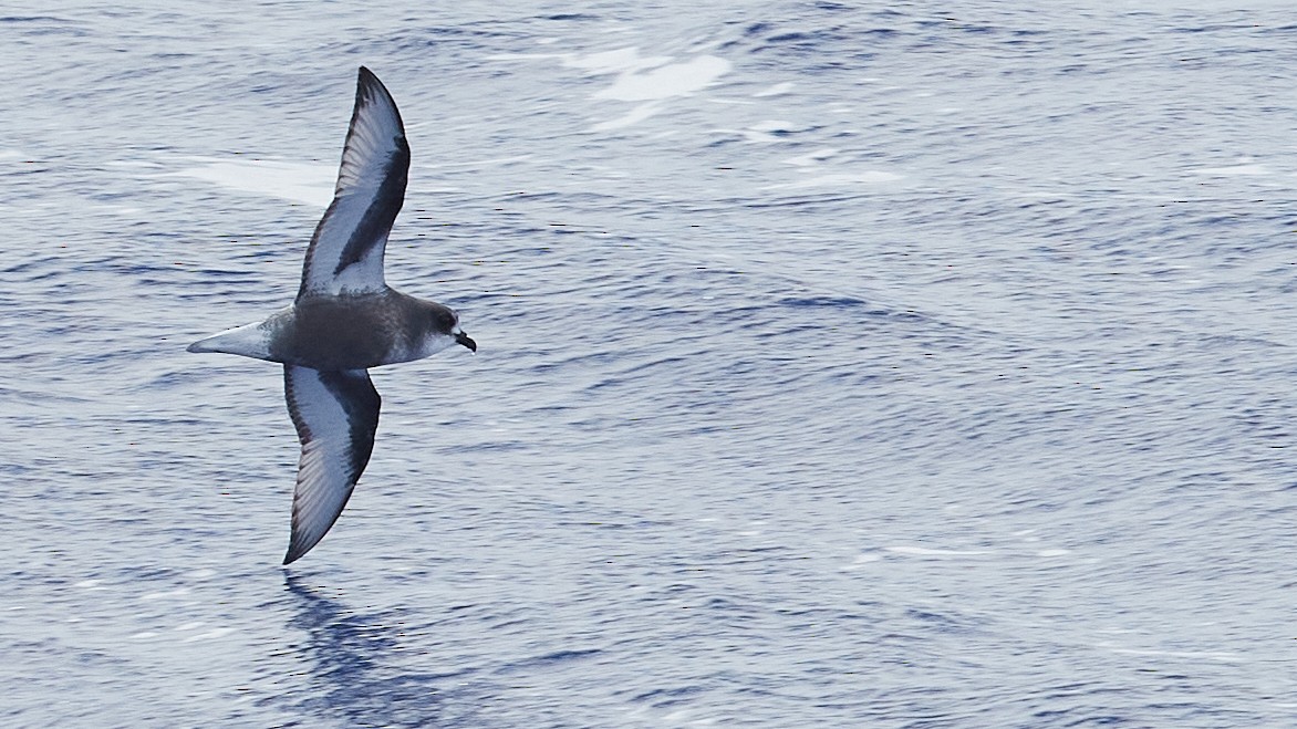 Mottled Petrel - ML611862283