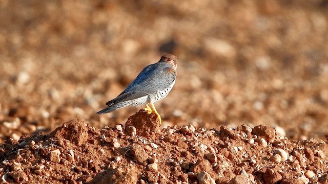 Red-necked Falcon - ML611862285