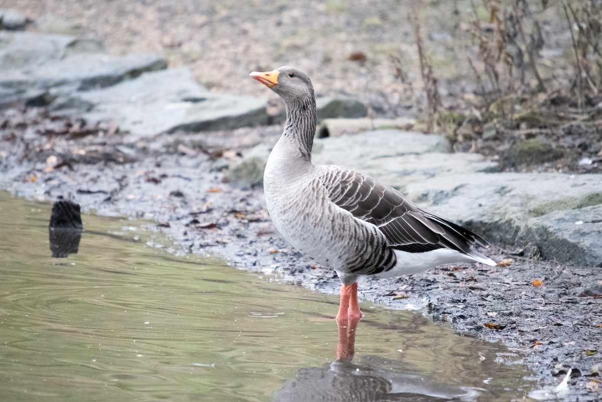 Graylag Goose - ML611862417